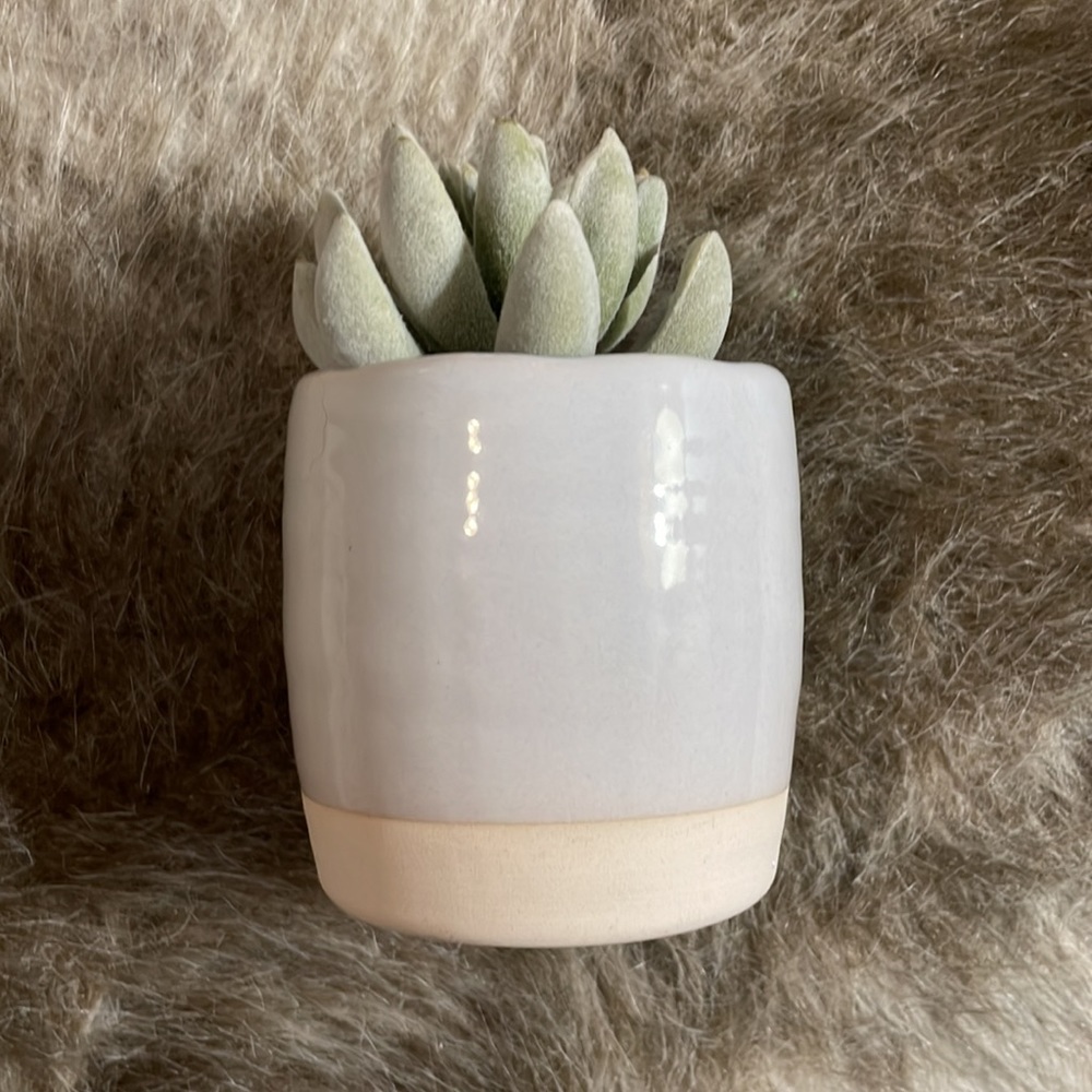 NWT Threshold Faux Succulent Tabletop Arrangement  - Woolly Senecio Plant